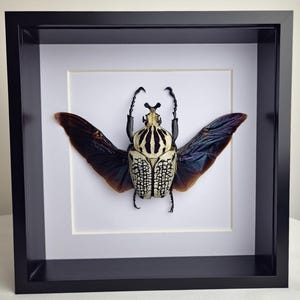 May include: A preserved Goliath beetle specimen displayed inside a square black shadow box frame. The beetle features a cream-coloured thorax with black vertical stripes and a patterned wing cover, with large, iridescent dark brown wings spread wide.
