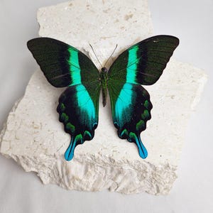 Papilio Blumei Butterfly | Papered Unspread Butterfly Specimen | Green Swallowtail | Entomology Specimen | Taxidermy