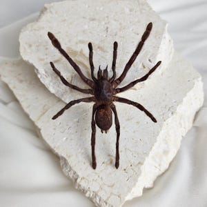 May include: A large, dark brown tarantula with long legs rests on a textured, off-white stone. The spider's body is a deep brown, and its eight legs are extended. The background is a soft, white fabric.