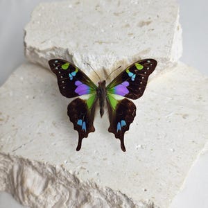 Graphium weiskei Unspread Butterfly | Papered Birdwing Specimen | Rare Blue Mountain Butterfly | Entomology Collectible | Taxidermy Supply