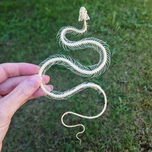 May include: A bleached white snake skeleton featuring a detailed skull and a long, segmented vertebral column with delicate, thin ribs extending outwards in a curved, serpentine shape, showcasing the natural anatomy of the reptile's spine.