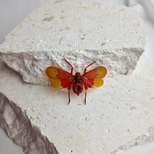 Scamandra Sanguiflua- Lanternfly