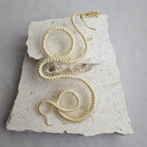 May include: A coiled snake skeleton with a visible skull and intricate rib structure, resting on a flat, light-coloured, porous stone slab. The bone material is off-white and cream-coloured, displaying a delicate, articulated spinal column.