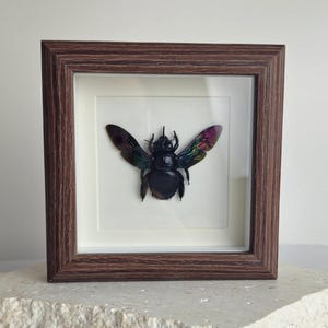 May include: A framed insect specimen. The dark-bodied insect has iridescent wings with purple, green, and blue hues. The insect is centered on a white background within a brown wooden frame. The frame is rectangular.