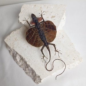 May include: A preserved frilled-neck lizard with a large, brown frill and a long, thin tail. The lizard is positioned on two light-coloured, textured stone blocks. The lizard's body is dark brown and black, with its frill spread out.