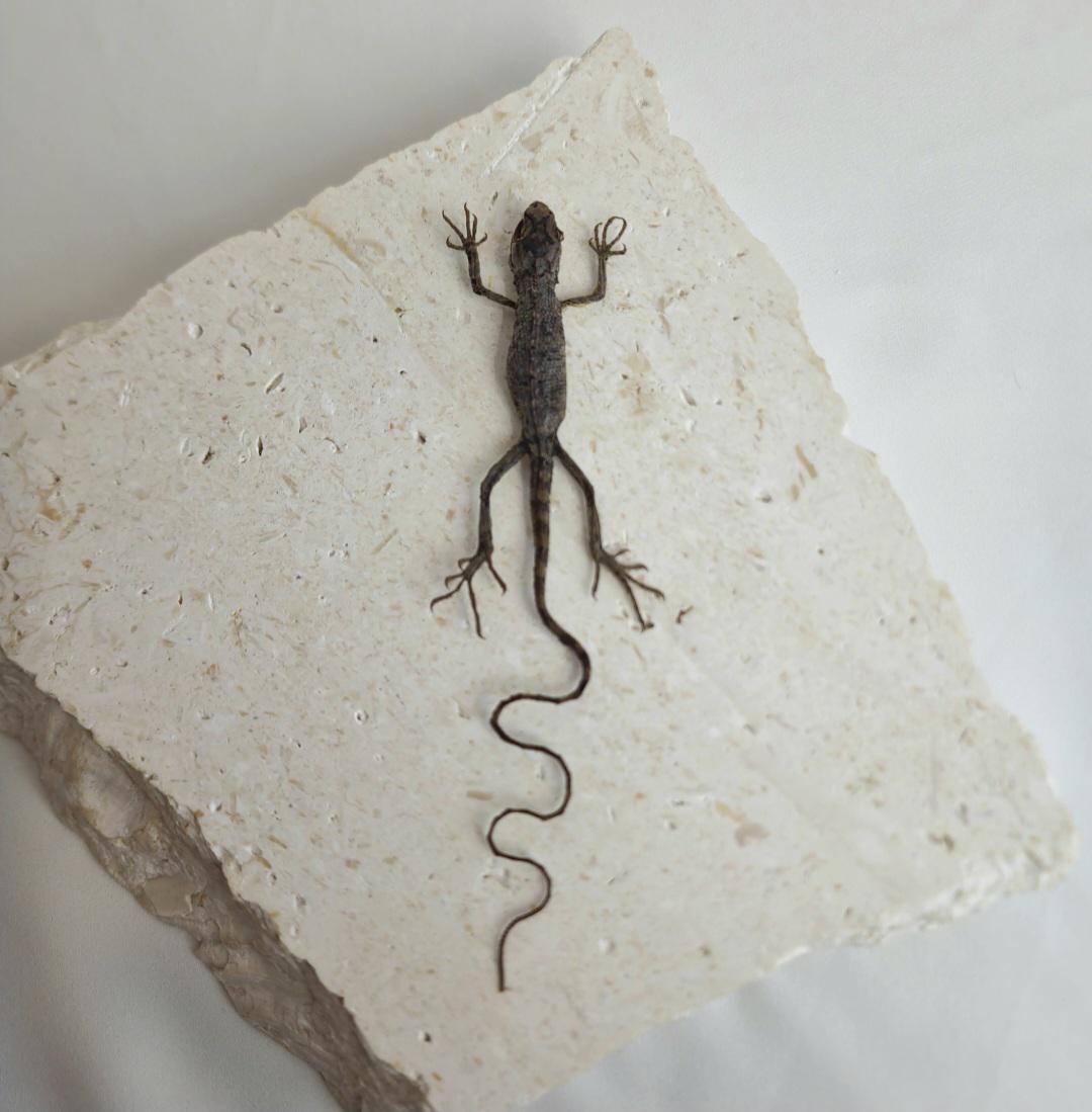 Draco Maculatus | Spotted Gliding Lizard Specimen | Unframed Specimen ...