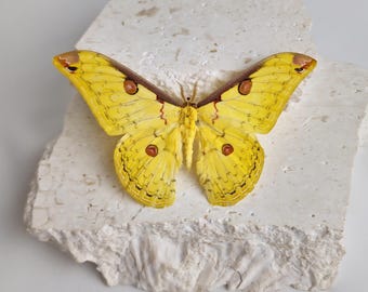 Leopa katinka Moth Specimen | Papered Moth | Ethically Sourced from Vietnam