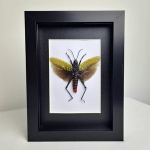 May include: A framed insect specimen. The insect has brown wings with yellow spots, a black body, and red and black striped abdomen. The frame is black and the background is white.