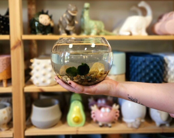DIY Moss Ball Terrarium Kit Etsy
