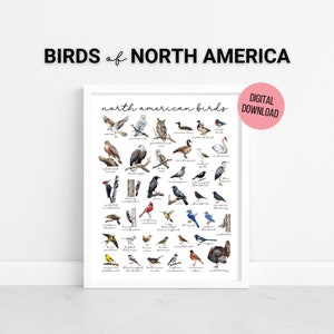 Póster de aves norteamericanas en acuarela, decoración de pared con aves, imprimible de ciencias para la educación en casa, arte mural educativo, descarga digital, póster adicional