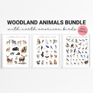 Paquete de bosque: carteles de animales y aves del bosque en acuarela, imprimibles para la educación en el hogar, estudio de la naturaleza, educativo, arte de pared, descarga digital
