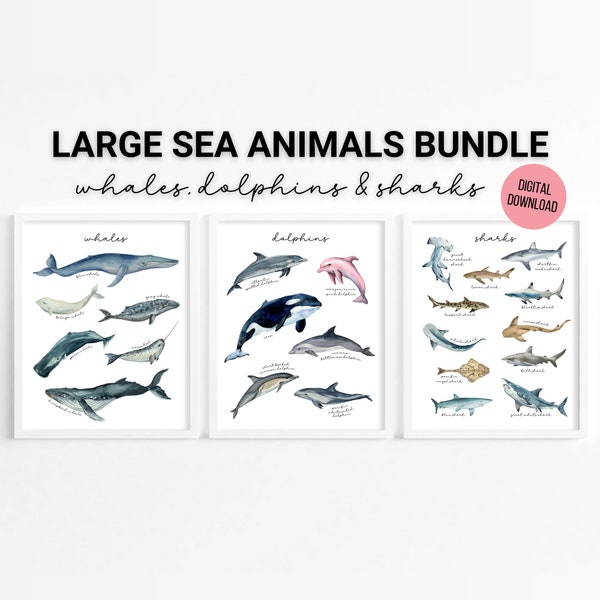 Whales, Dolphins & Sharks - Set of 3 Watercolor Sea Animal Posters, Homeschool Printable, Educational Wall Art, Home Decor, Digital Download