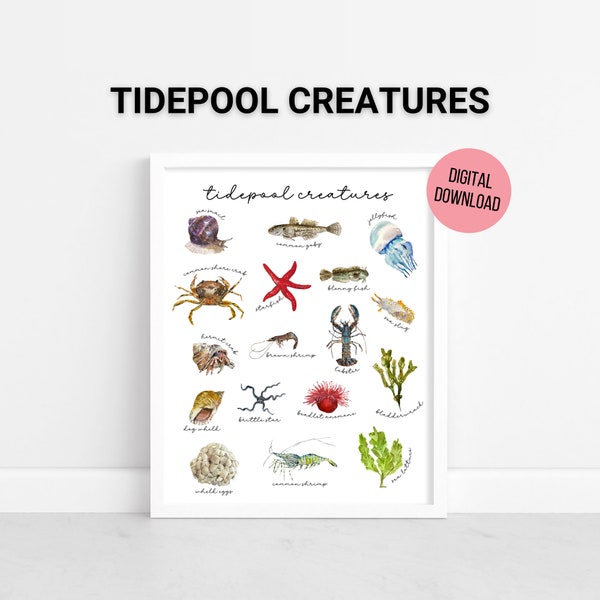 Watercolor Tidepool Creatures Poster, Intertidal Zone, Homeschool Printable, Nature Study, Educational Wall Art, Playroom, Digital Download