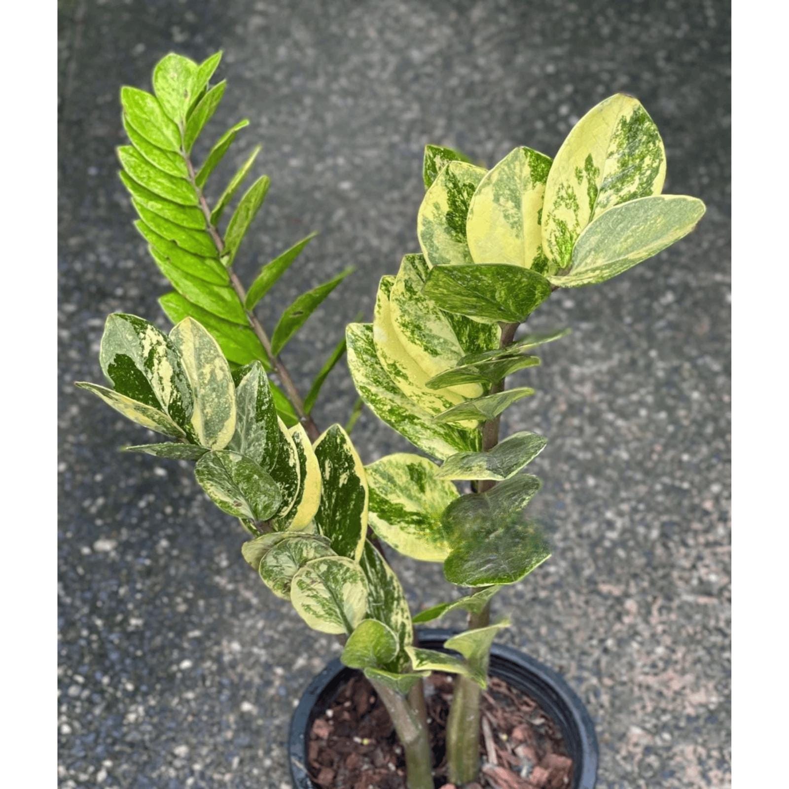 Zamioculcas variegata - Etsy 日本