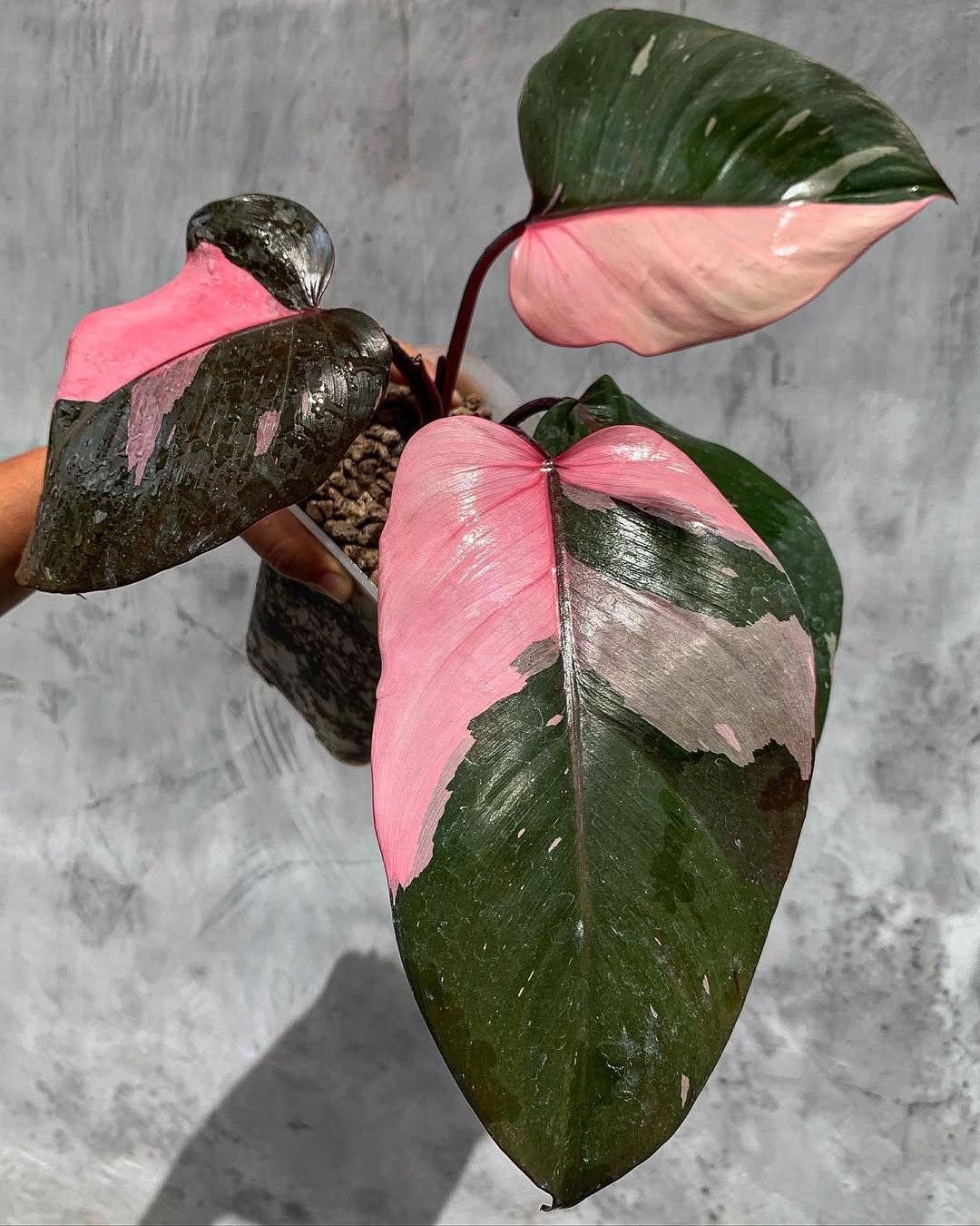Monstera pink princess - Etsy.de
