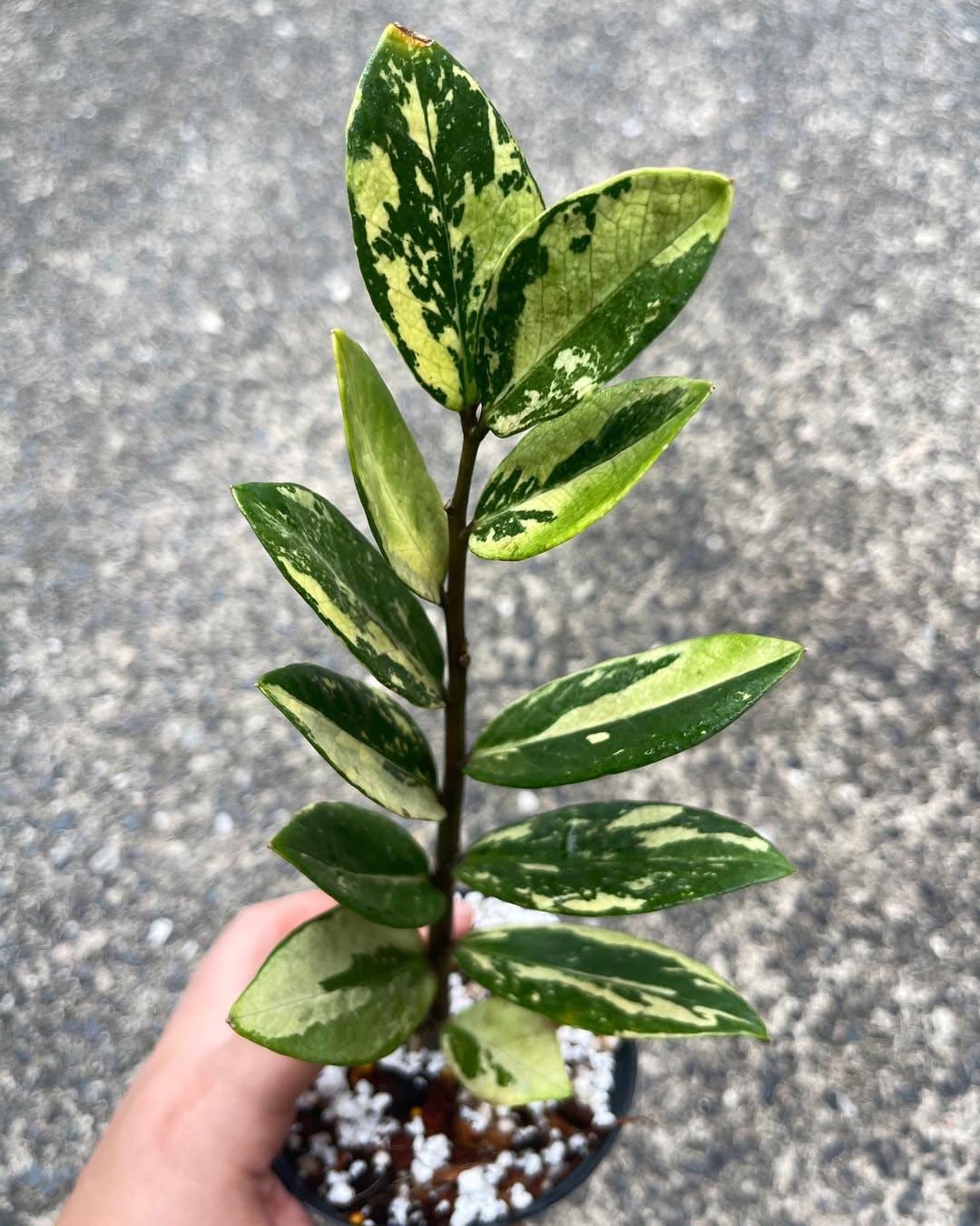 Zamioculcas variegata - Etsy 日本
