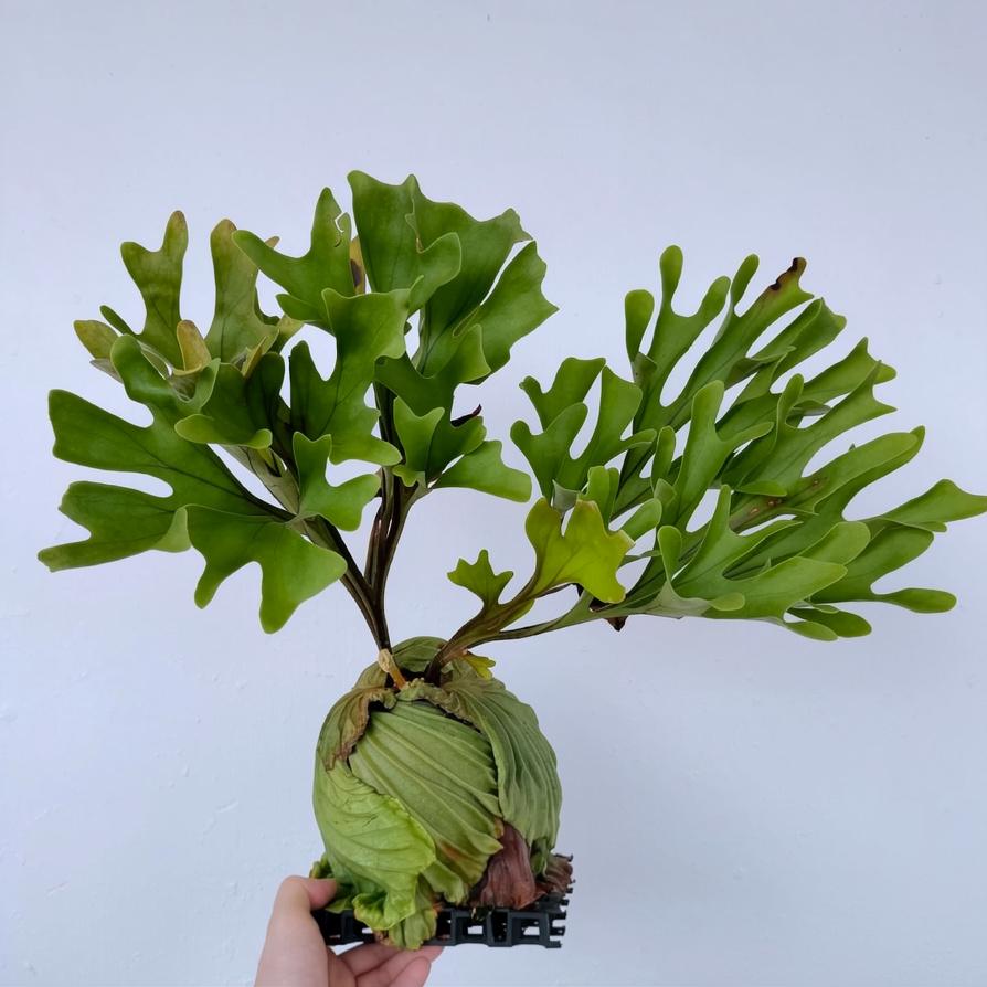 Platycerium ridleyi 壁掛け用 Platycerium ridleyi - Etsy 日本