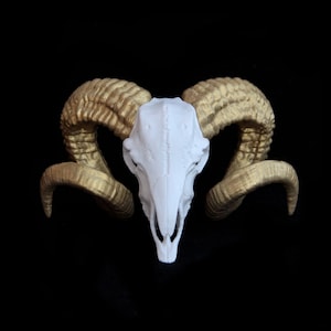 Ram Skull, 38 cm, Horn, White and Gold, Antler, Goat Skull, Animal Skull | Shelf Decoration | 3D Printed, Skeleton | Different Color Size