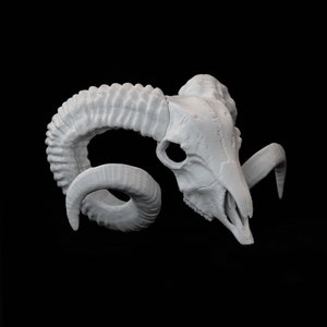 Ram Skull, 38 cm, Horn, Antler, Goat Skull, Animal Skull | Ram statue | Horn | Shelf Decoration | 3DPrintedSculpture | Different Color, Size