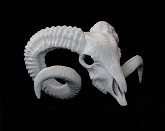 Ram Skull, 38 cm, Horn, Antler, Goat Skull, Animal Skull | Ram statue | Horn | Shelf Decoration | 3DPrintedSculpture | Different Color, Size