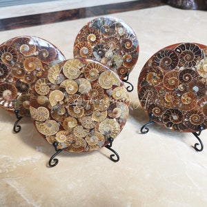 Natural Ammonite Fossil Plate Disk, Ammonite Fossil Conch, Mineral Fossil Specimen, Quartz Crystal, Home Decoration Random + stand