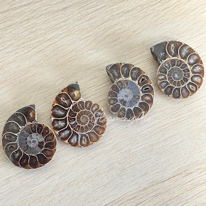 May include: Four fossilized ammonite shells with spiral patterns and varying shades of brown and gray. The shells are cut, revealing the intricate internal chambers. The fossils are displayed on a light-colored wooden surface.