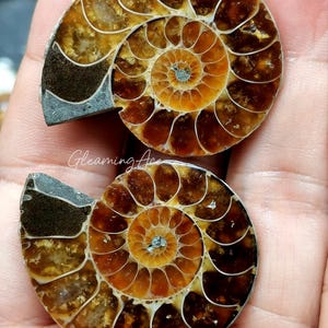 Natural Mini Ammonite Specimen, Fossil Quartz Crystal, Mineral Fossil Conch, Quartz Crystal, Home Decoration Random