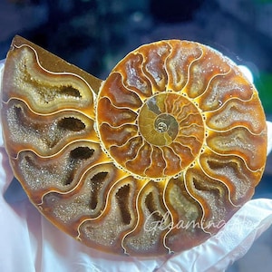 Natural Ammonite Specimen, Fossil Quartz Crystal, Mineral Fossil Conch, Quartz Crystal, Home Decoration Random
