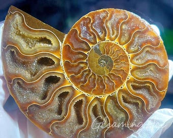 Esemplare di ammonite naturale, cristallo di quarzo fossile, conchiglia fossile minerale, cristallo di quarzo, decorazione per la casa casuale