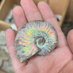 May include: A fossilised ammonite shell displaying iridescent colours of green, yellow, and pink. The spiral shell is held in a hand, highlighting its detailed structure and natural beauty. The fossil has a rough, textured surface.