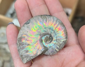 Natürliche opalisierte Ammonit-Probe, Fossiler Quarzkristall, Mineralfossil, Quarzkristall, Dekoration zufällig