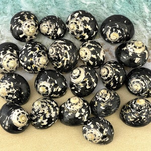 May include: A collection of 16 black and white seashells with a swirl pattern. The shells are arranged in a circle on a sandy surface.