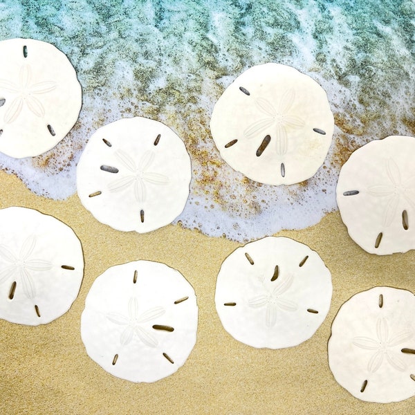 Real Sand Dollars, 2.0" - 2.5", Beach Decor, Beach Wedding, Florida Keyhole, Craft Supply