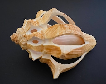 Sliced Shell, Golden Decorative Seashell, 3.5"-4", Beach Decor, Craft Supply, Hemifusus Pugilina, Vole Shell, 2 Shells