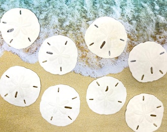 Real Sand Dollars, 2.0" - 2.5", Beach Decor, Beach Wedding, Florida Keyhole, Craft Supply