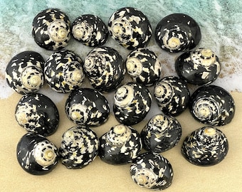 Magpie Seashell, West Indian Top Polished Shell, Cittarium Pica, Medium Hermit Crab House, Craft Supply, Jar Filler