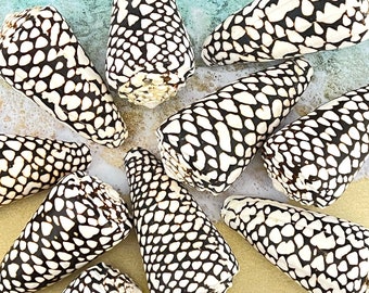 Marble Cone Shell, 2 - 3", Conus Marmoreus, Shell Collector, Crafts, Beach Decor, Beach Wedding