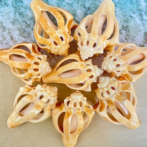 Sliced Shell, Golden Decorative Seashell, 3.5