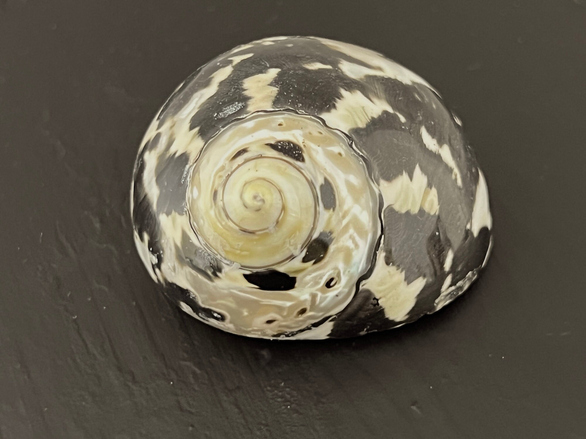 Magpie Shells Magpie Seashell, West Indian Top Polished Shell, Cittarium Pica, Medium ...