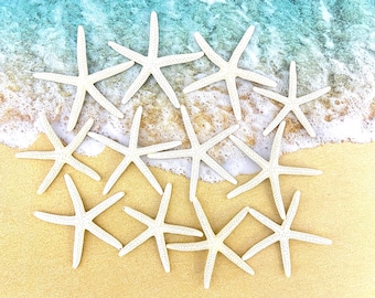 White Finger Pencil Starfish, Real 2.5 - 3", Sea Stars, Craft Supply, Beach Wedding Favor, Beach Decor