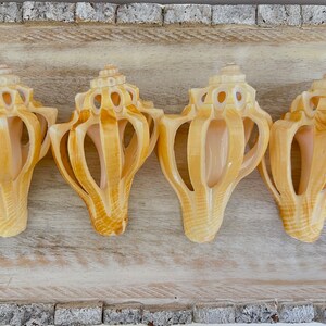 Sliced Shell, Golden Decorative Seashell, 3.5