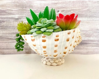 Faux Succulent Arrangement, Seashell container, Artificial Succulents, Beach Decor, Beach Lover"s Gift