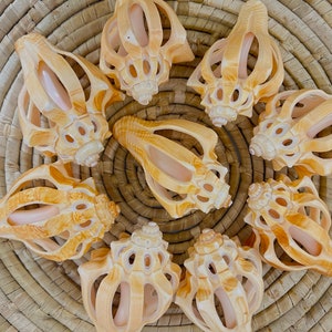 Sliced Shell, Golden Decorative Seashell, 3.5