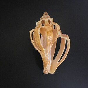 Sliced Shell, Golden Decorative Seashell, 3.5