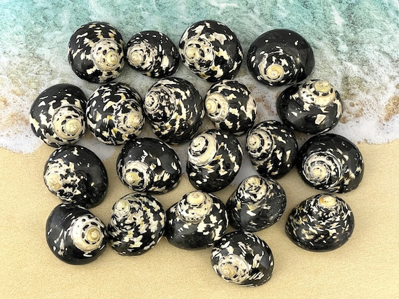 Magpie Seashell, West Indian Top Polished Shell, Cittarium Pica
