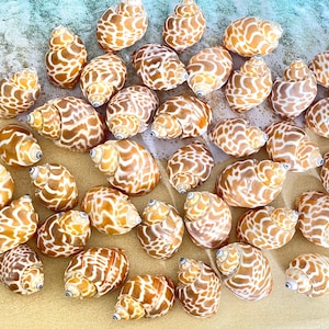 Puede incluir: Una colección de conchas marinas con un patrón distintivo de manchas marrones sobre un fondo color crema. Las conchas están dispuestas sobre una superficie arenosa, con un toque de olas oceánicas en el fondo. Ideales para decoración temática de playa.