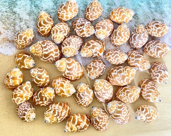 Babylon Shell, Babylonia Spirata, Japanese, Tan and White Patterned Shell, Seashell Craft Supply, 10 Pieces