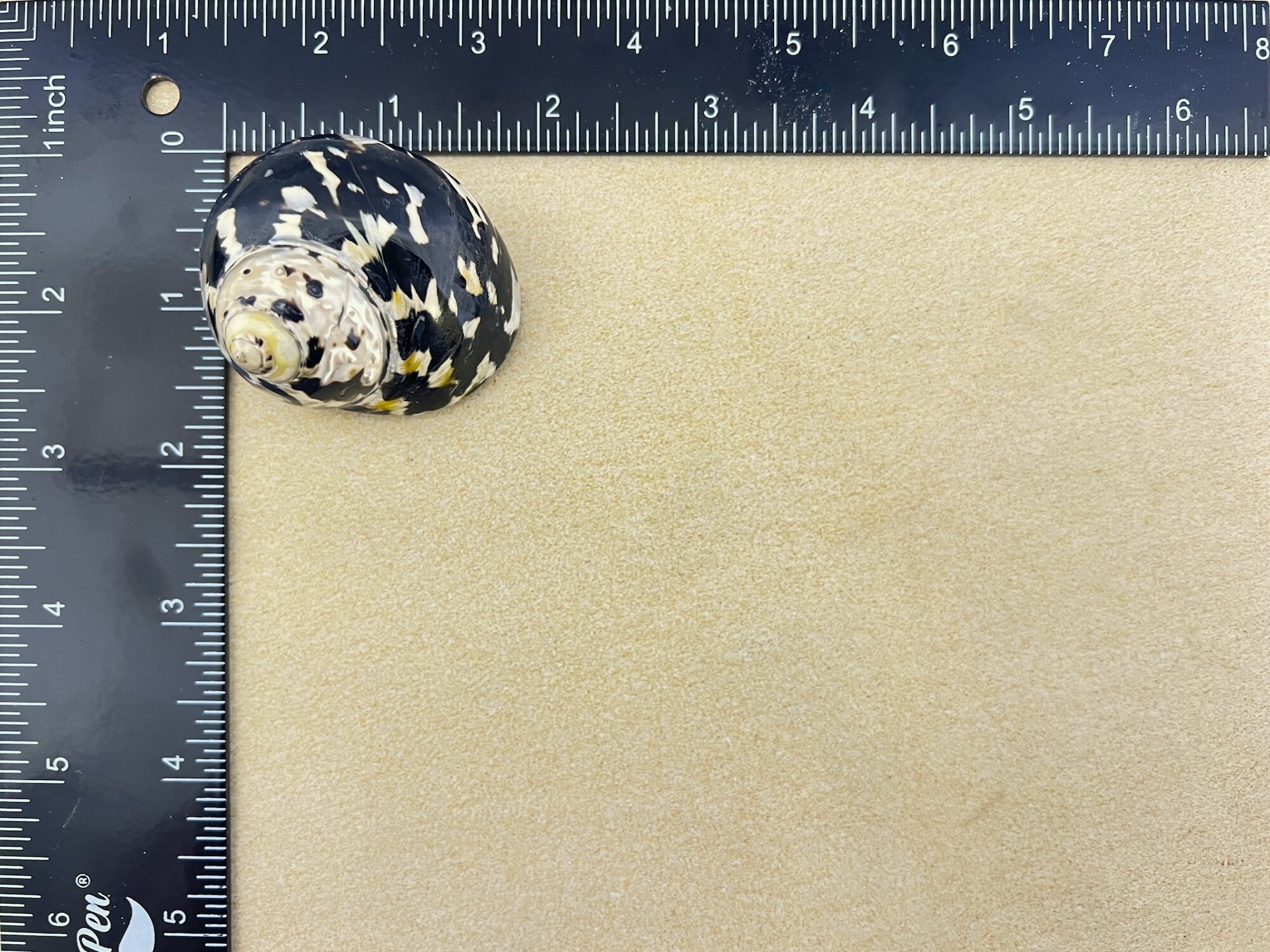 Magpie Shells Magpie Seashell, West Indian Top Polished Shell, Cittarium Pica, Medium ...