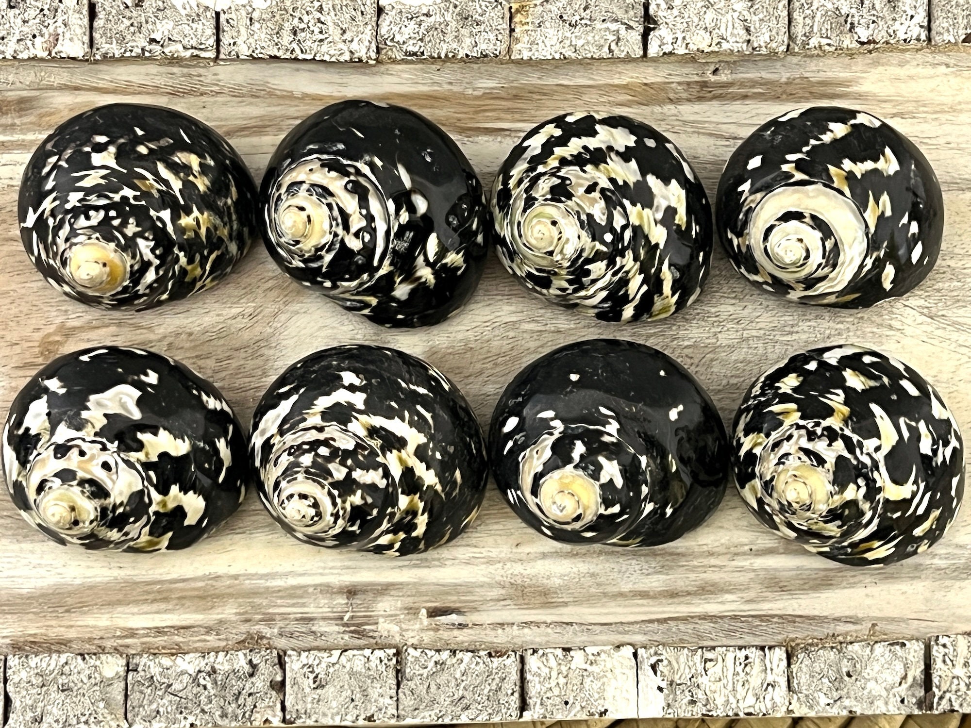 Magpie Shells Magpie Seashell, West Indian Top Polished Shell, Cittarium Pica, Medium ...