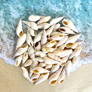May include: A collection of small, cream-colored seashells arranged on a sandy beach, with gentle waves lapping at the edge. The shells have a spiral shape and a smooth texture, creating a natural, coastal aesthetic.